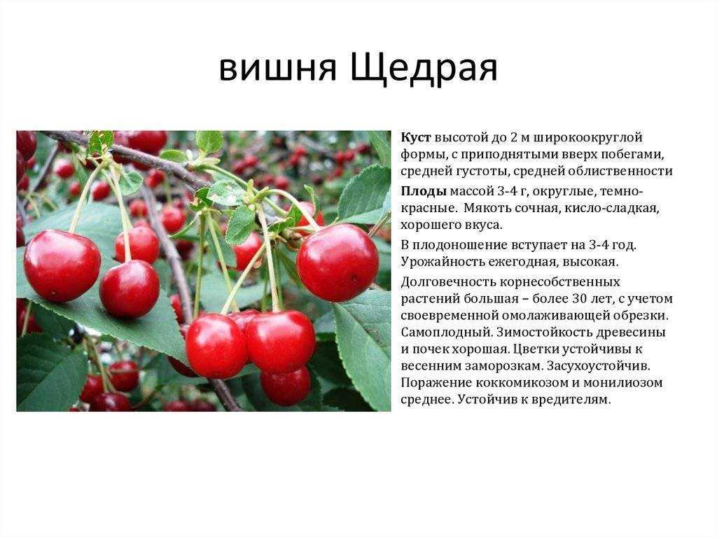 Вишня заря поволжья: описание сорта, фото, отзывы, как сажать