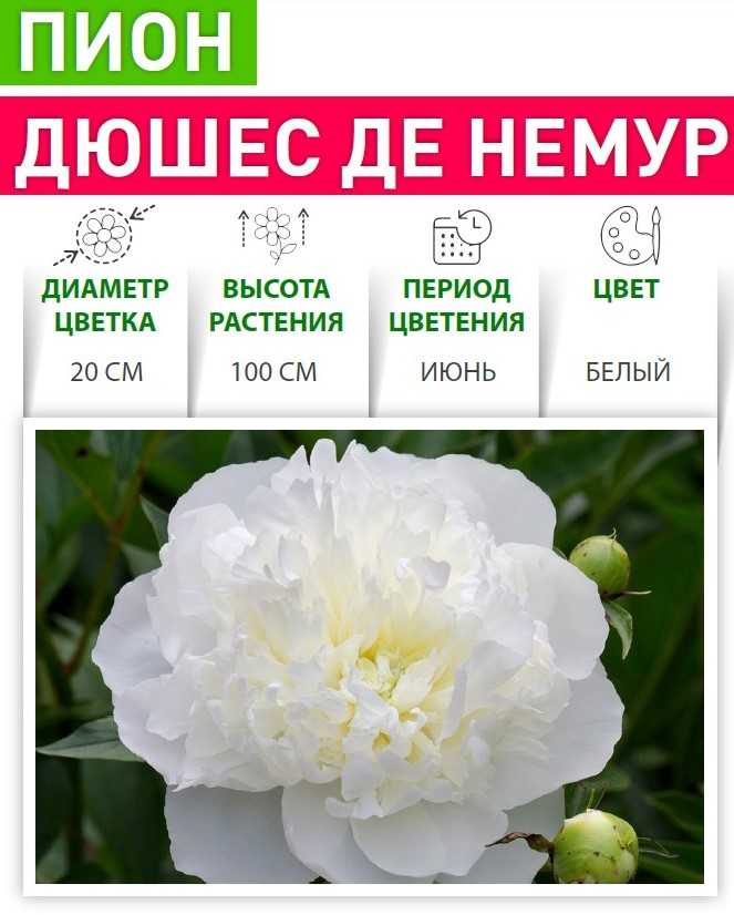 Пион молочноцветковый дюшес де немур: описание, отзывы, посадка и уход