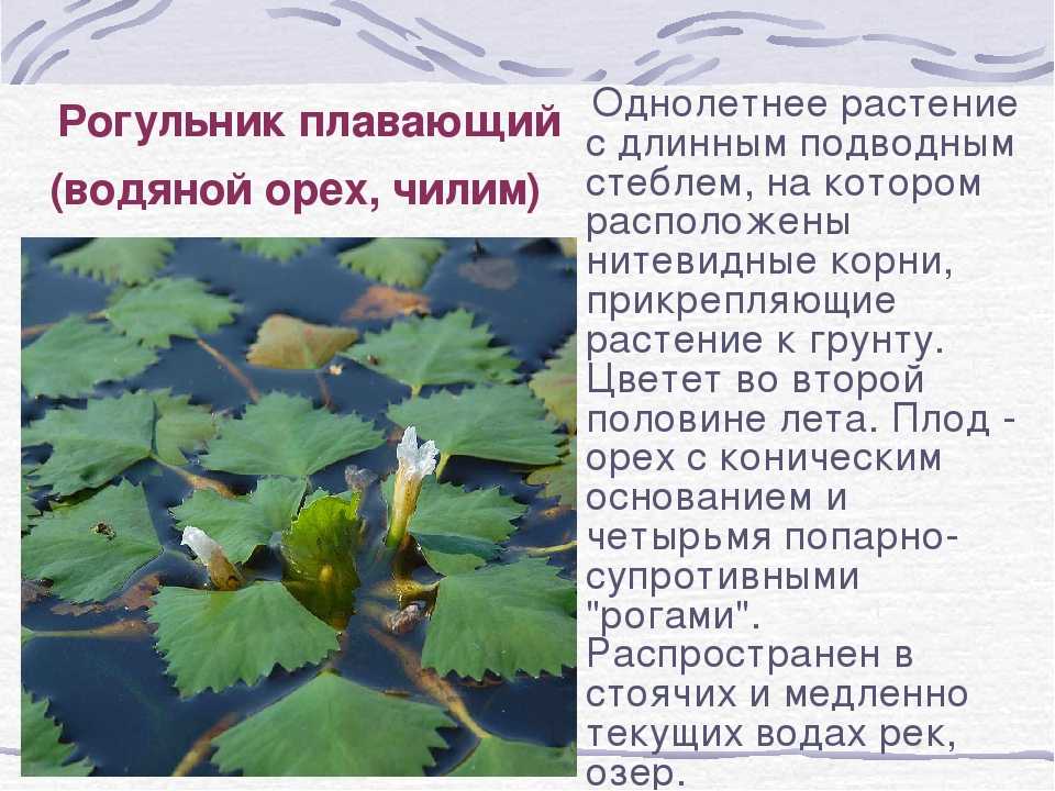 Чилим — водяной орех. содержание в аквариуме