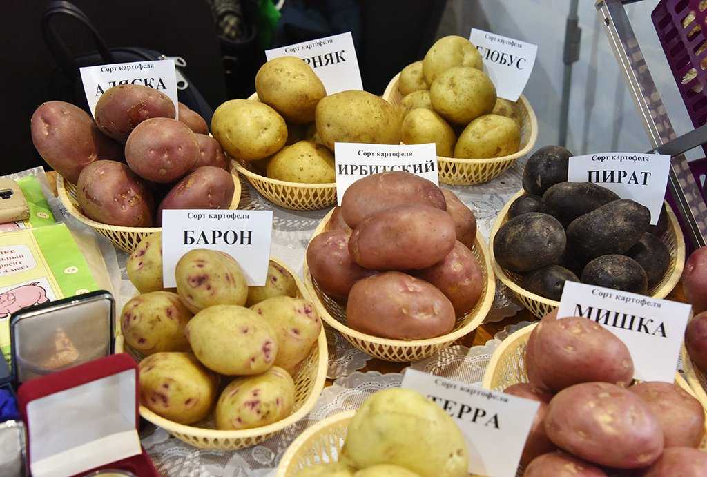 Лучшие ранние сорта картофеля: описание, фото и отзывы для разных регионов