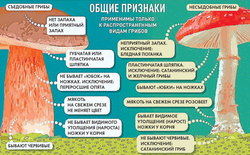 Едят ли черви ядовитые грибы. вредны ли грибные черви для человека? откуда и почему появляются черви в грибах