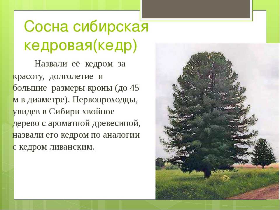 Вагонка из кедра (33 фото): канадский красный и алтайский брус размером 15х96, сорт «экстра» и брашированная вагонка из сибирского кедра