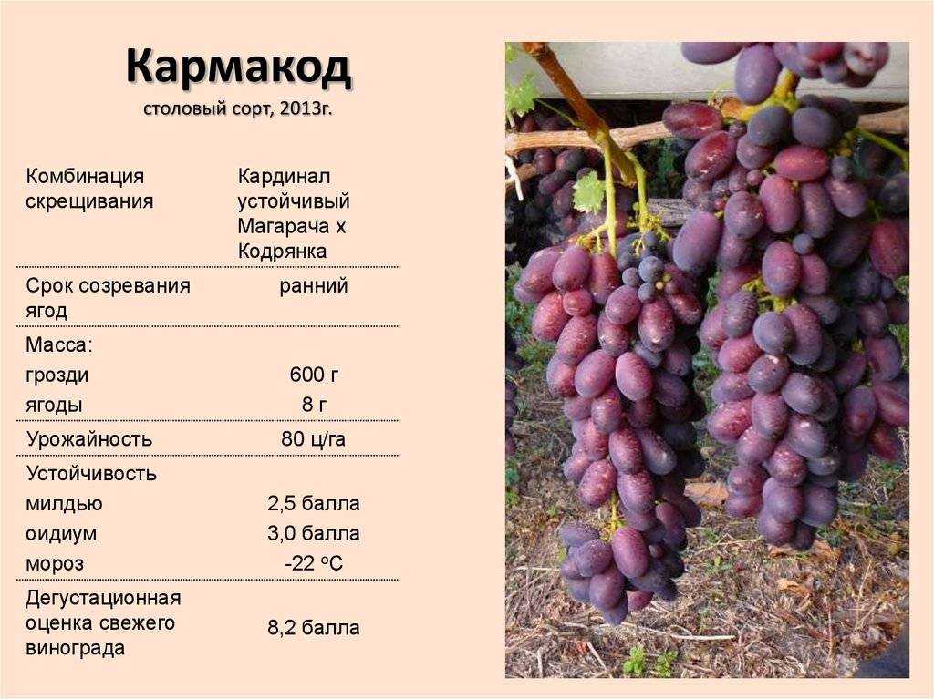 Виноград "кодрянка": описание сорта, фото, отзывы