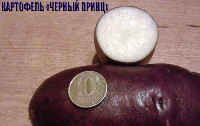 Картофель "черный принц": описание сорта, характеристики корнеплода, рекомендации по уходу и выращиванию, а так же фото-материалы русский фермер