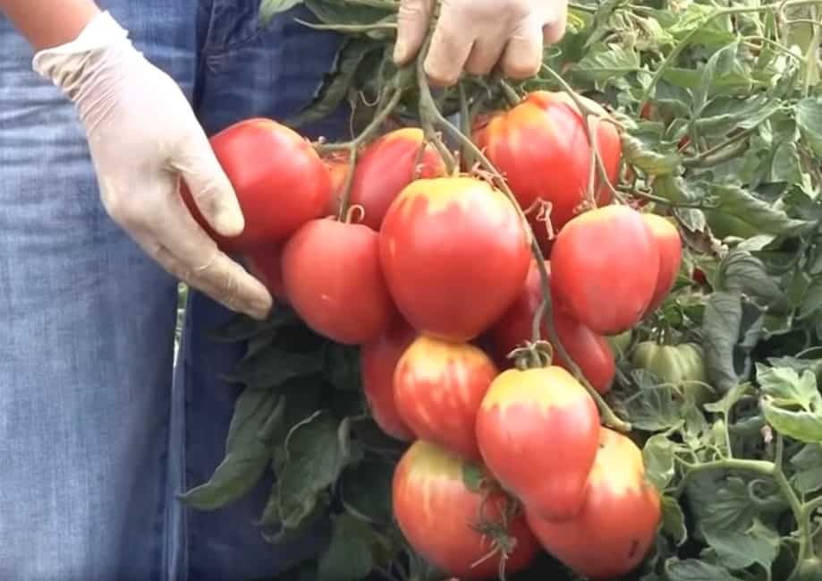 Томат сахарная настасья - описание и характеристика сорта