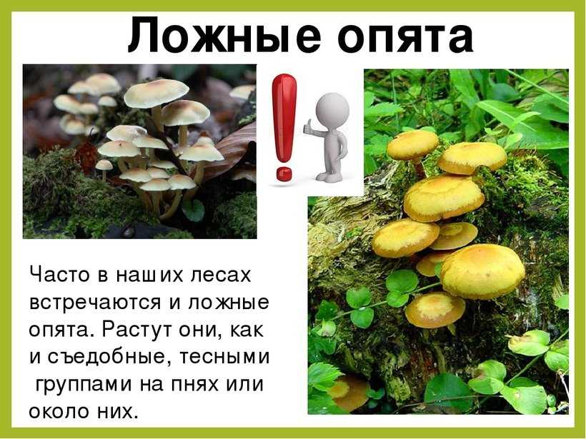 Темный опенок: малоизвестная разновидность съедобных опят