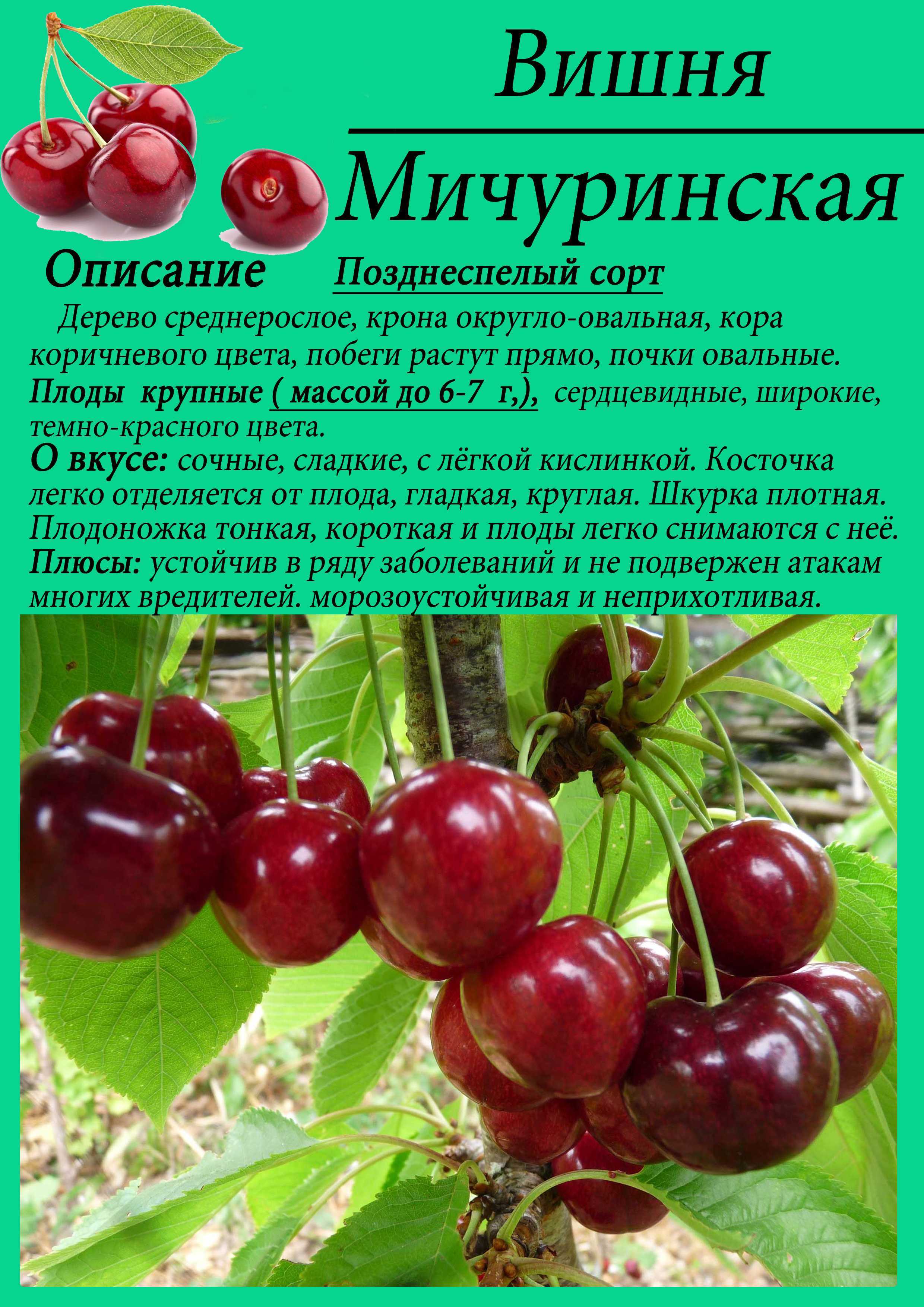 Черешня ленинградская черная: описание сорта, посадка и выращивание