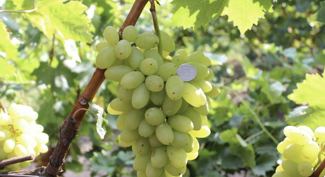 Сорт винограда столетие - описание с фото, отзывы и выращивание