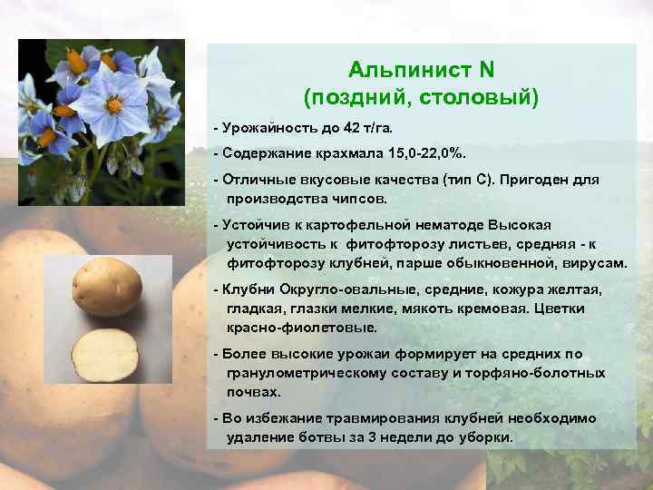 Сорт картофеля нандина (nandina) — технология посадки и ухода