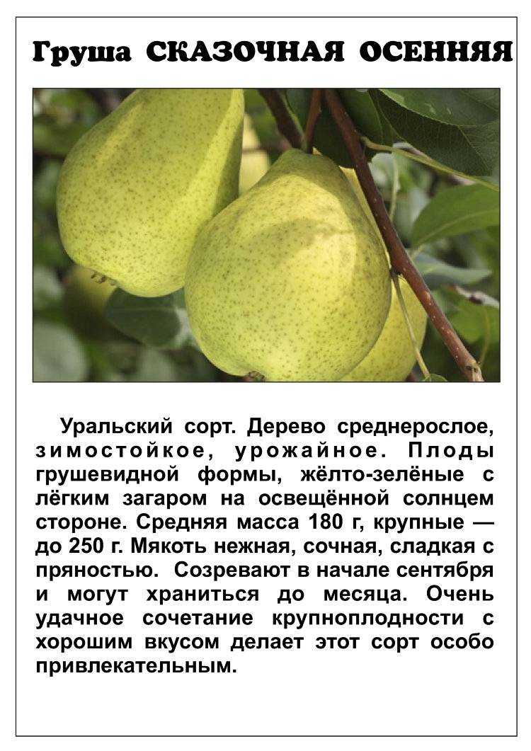Переспективные высокопродуктивные устойчивые сорта груши с хорошими вкусовыми качествами для органического земледелия - союз органического земледелия