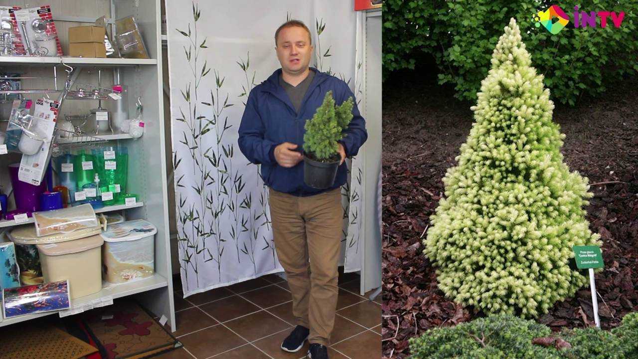 Ель «дейзис уайт». солнечная фея мая. -растения -е -статьи