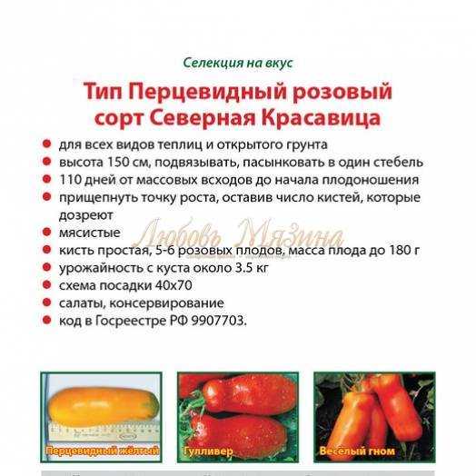 Перцевидный томат: описание сорта, фото, отзывы, урожайность