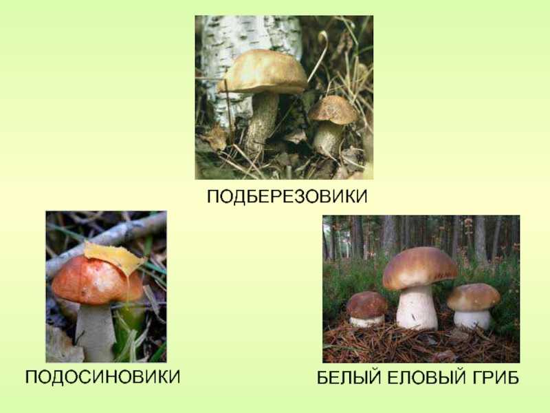 Характерные особенности подосиновиков: описание, отличие от ложных и фото