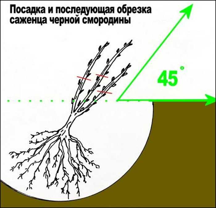 Сирень