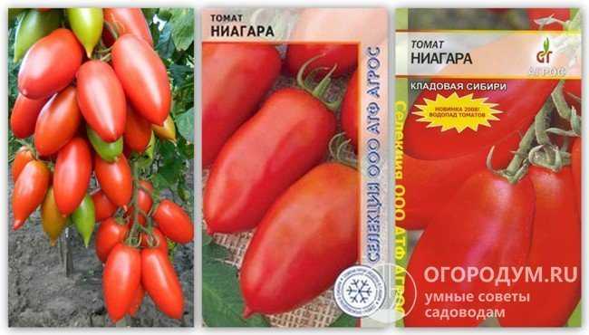 Томат ниагара: отзывы, фото, урожайность, описание и характеристика сорта | tomatland.ru