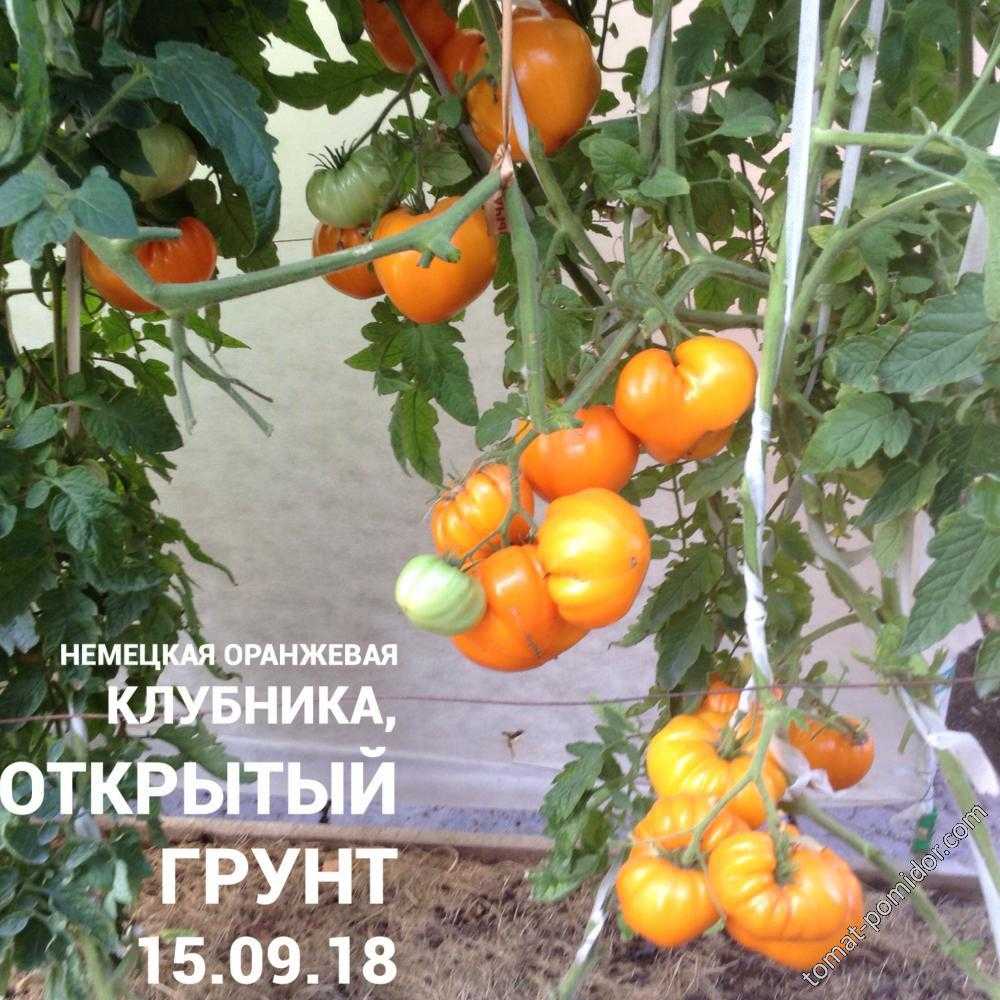 Томат оранжевая клубника: характеристика и описание сорта, отзывы, фото