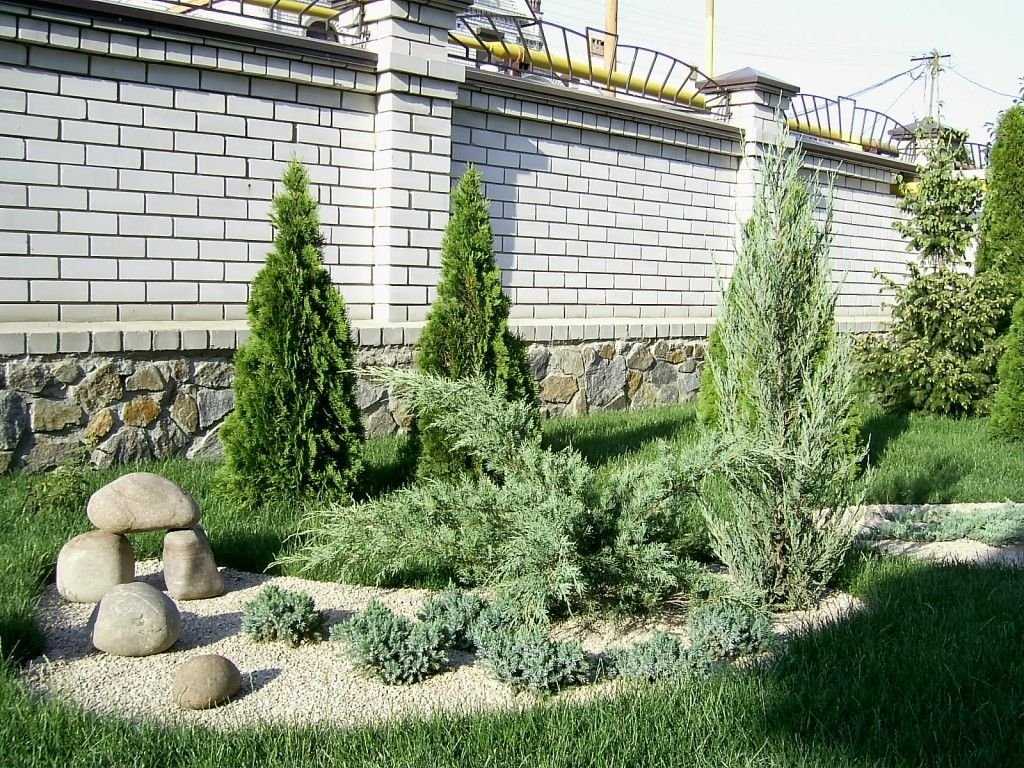 Можжевельник: посадка и уход