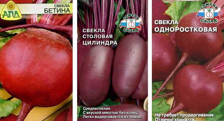 Лучшие сорта свеклы столовой с фото и описанием