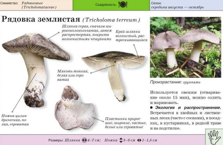 Млечник (род грибов) – описание, виды, фото, где растут, польза