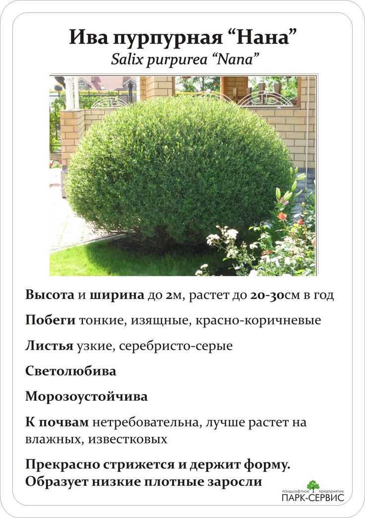 Ива пурпурная в ландшафтном дизайне: размножение растения черенкованием, посадка и уход