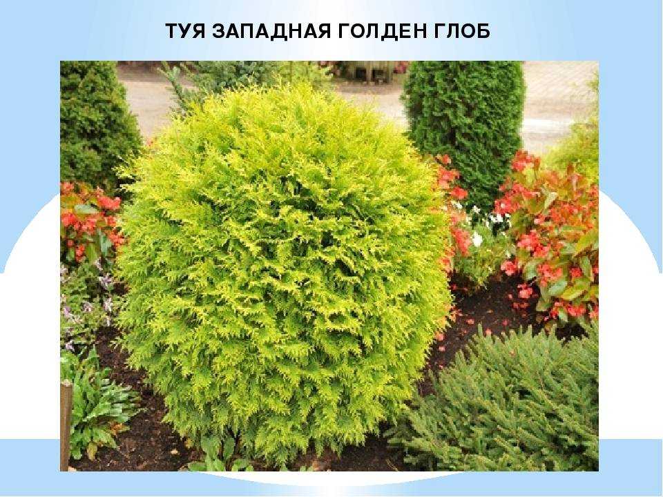 Шаровидные туи: разнообразие сортов, посадка и особенности выращивания
