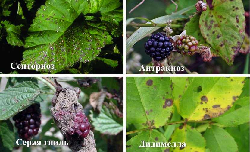 Болезни ежевики с фото и их лечение