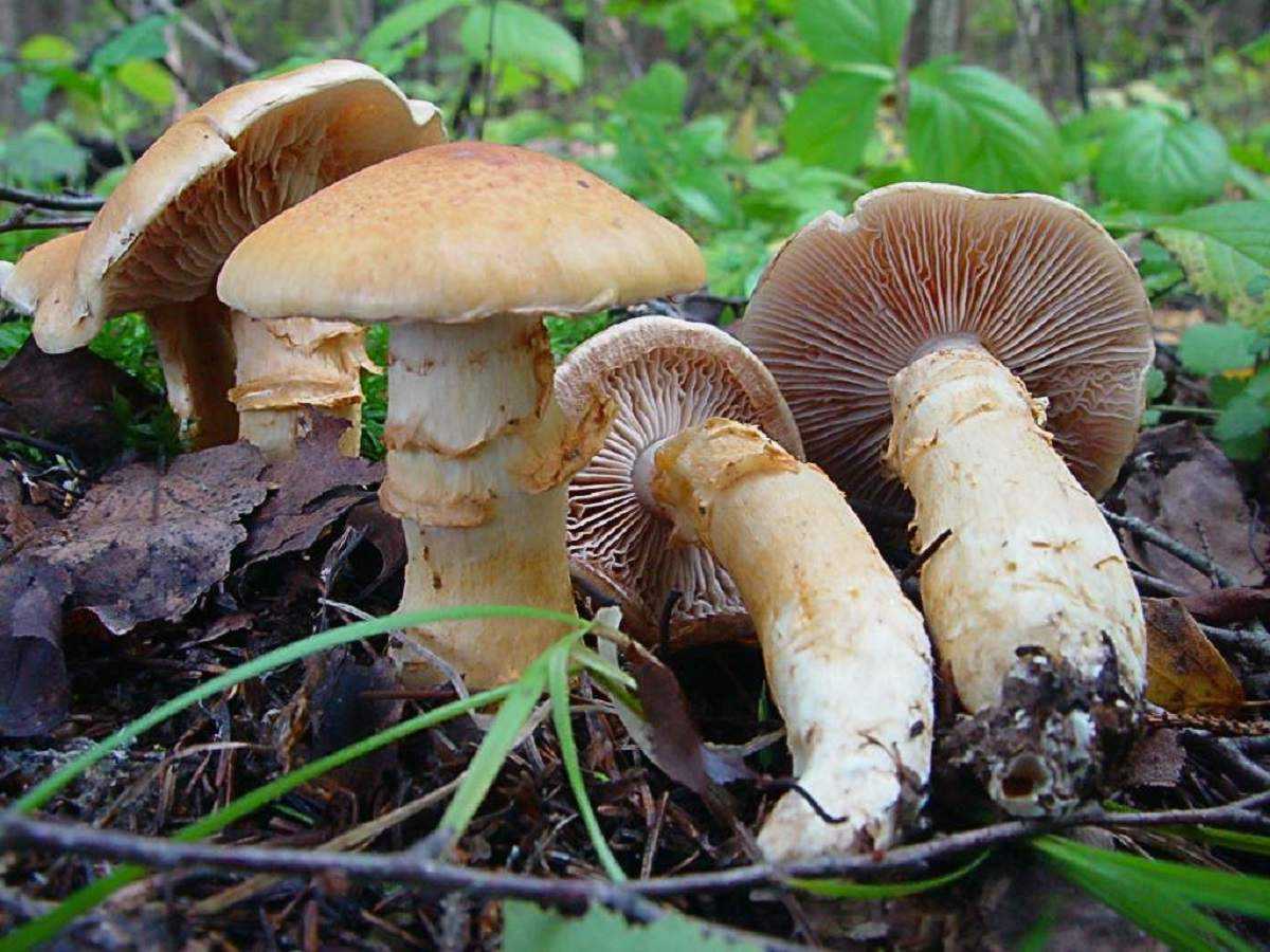 Паутинник желтый (cortinarius triumphans): описание, где растет, как отличить, фото и сходные виды