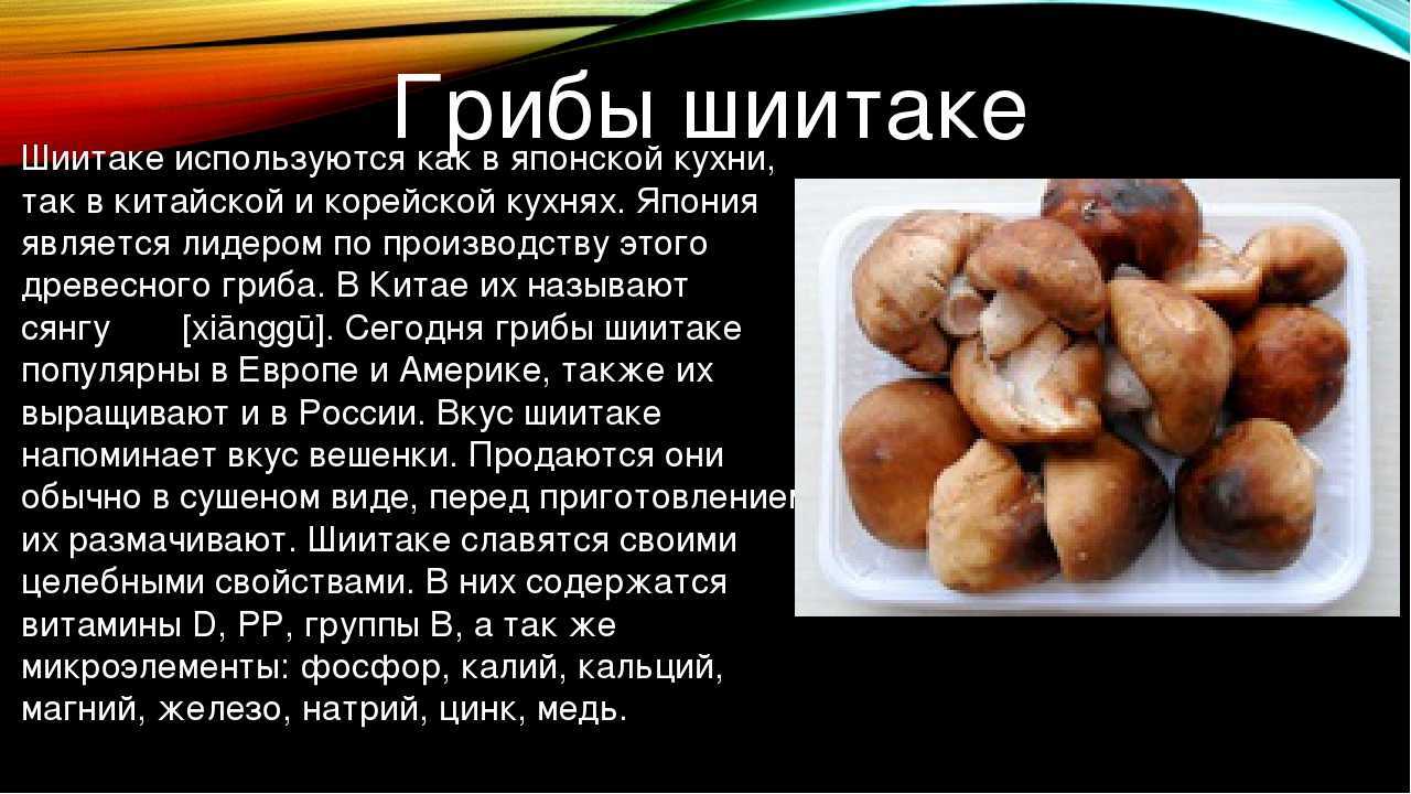 Шиитаке — фото и описание, свойства, выращивание в домашних условиях. | cельхозпортал