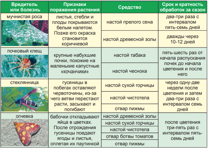 Болезни хвойных растений: атлас-определитель, описание, шютте, ржавчина, борьба с вредителями хвойников, лечение, сосна, туя, профилактика