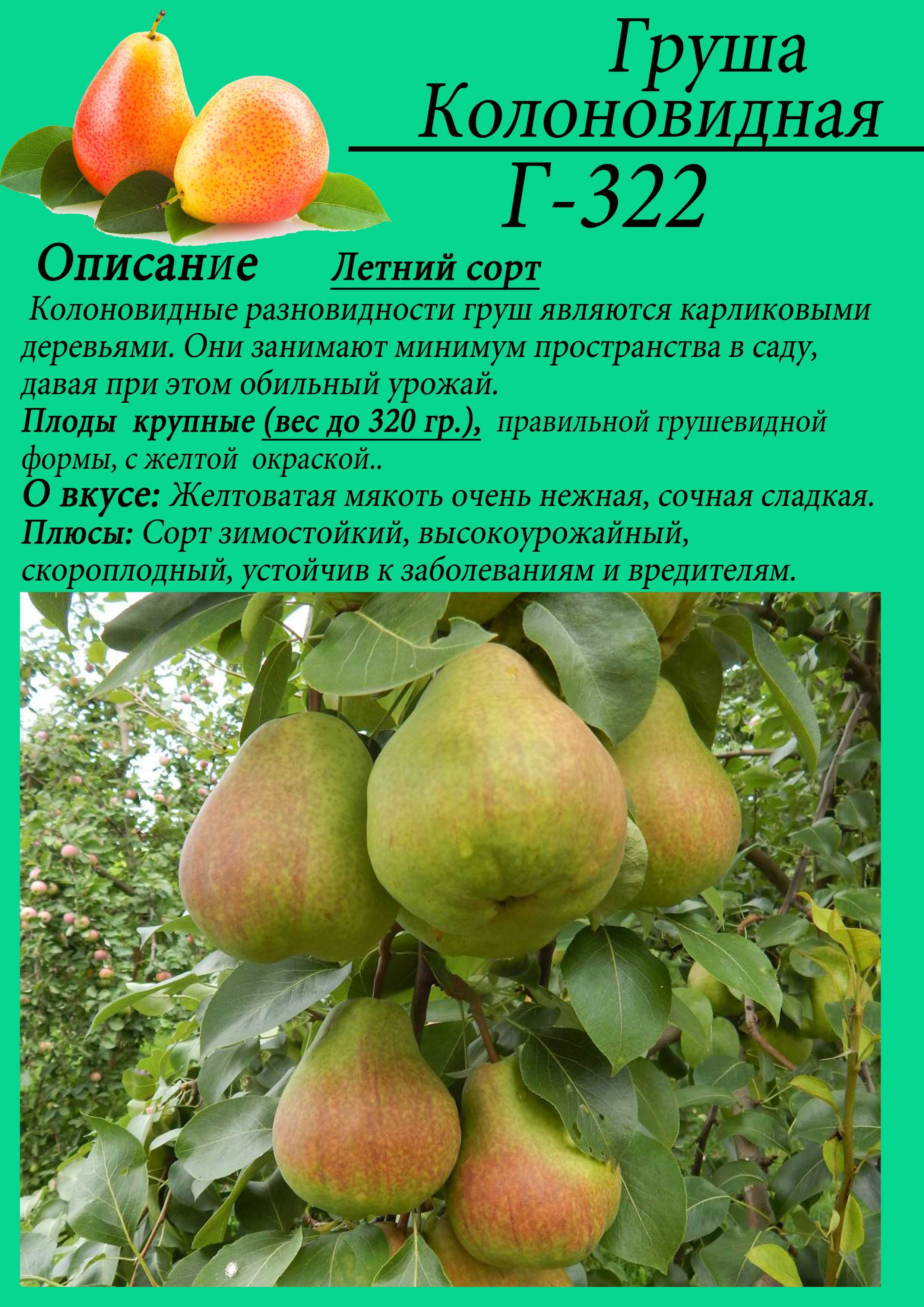 Лучшие сорта груши: самые урожайные и вкусные