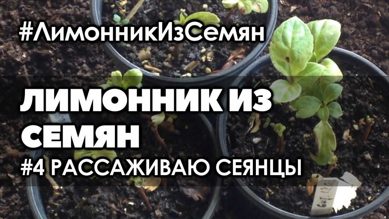 Размножение китайского лимонника черенками