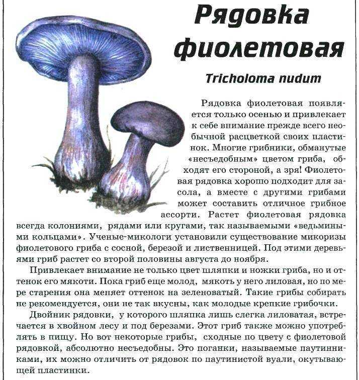 Как правильно готовить гриб паутинник желтый. паутинник триумфальный — cortinarius triumphans. распространение и сезон плодоношения