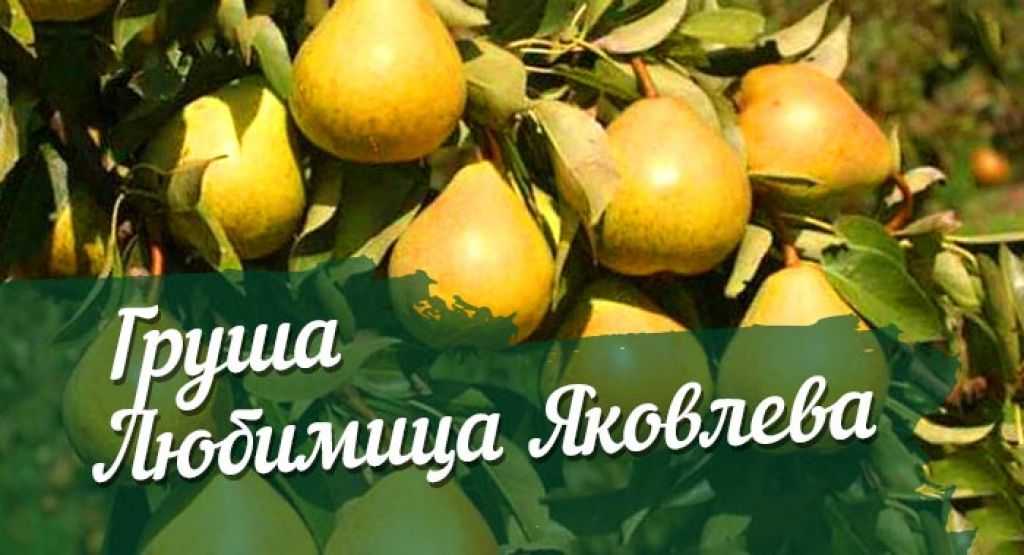 Лучшие самоплодные сорта груш: особенности выращивания