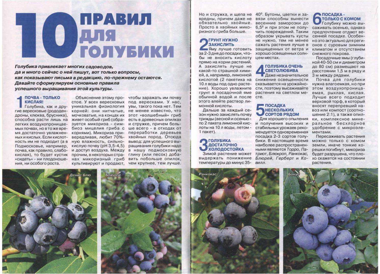 Лучшие сорта голубики для подмосковья - самые вкусные, отзывы и правила выращивания ягоды в данном регионе: посадка, уход, укрытие на зиму