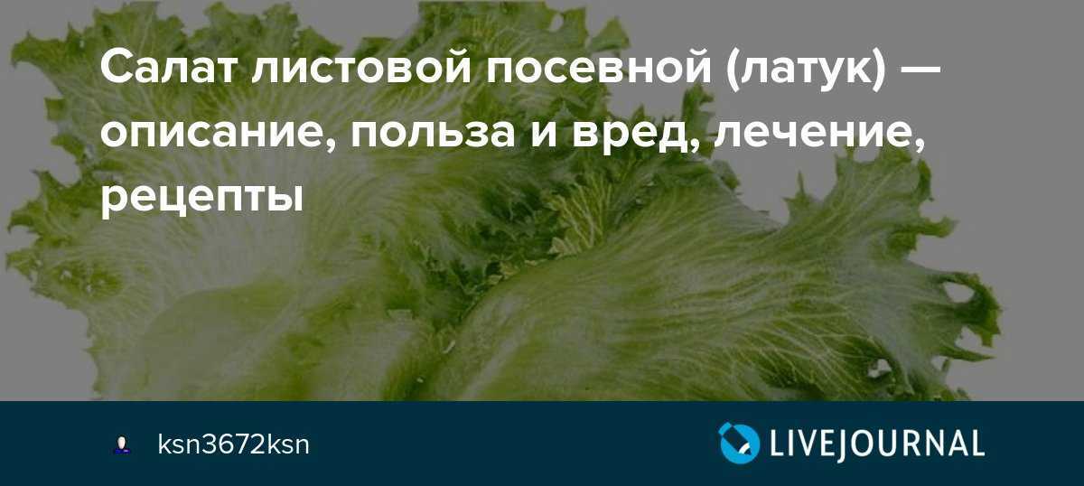 Базилик арарат: описание фиолетового овощного сорта, сроки посева, технология выращивания из семян, фото урожая