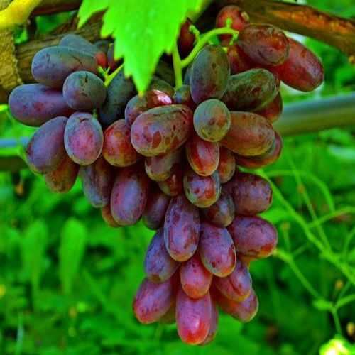 Сорт винограда изюминка: описание сорта, уход, фото, отзывы
