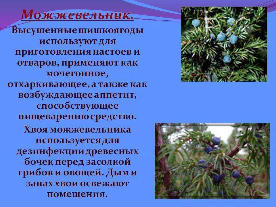 Можжевельник: польза и вред, рецепты приготовления отваров