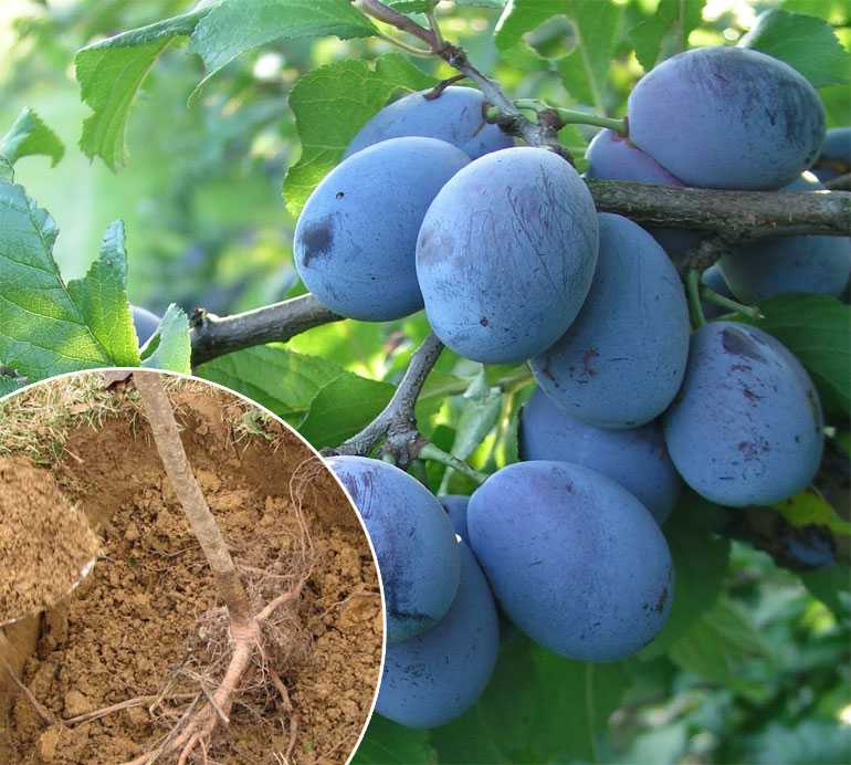Низкорослые сорта сливы для ленинградской области
