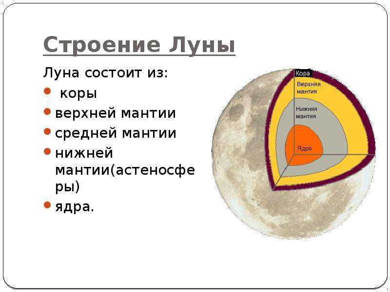 Выращивание чубушника горностаевая мантия