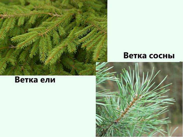 Хвойные растения - виды, классы, строение