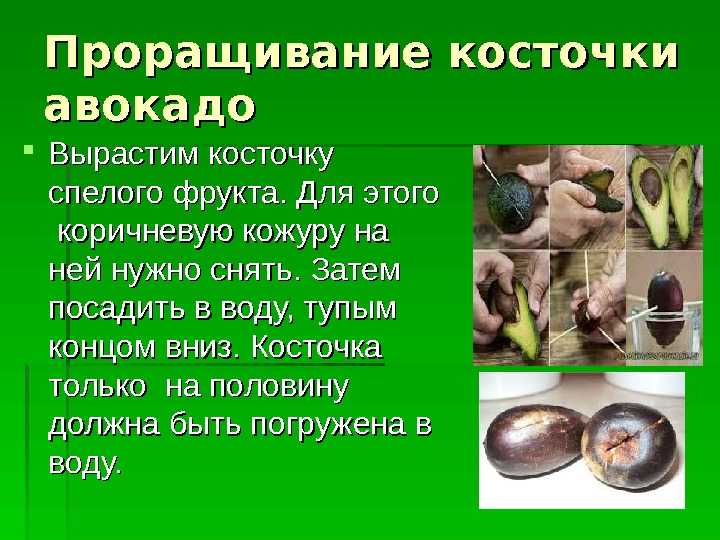 Авокадо: виды и сорта, фото и описание - садоводство - 2023