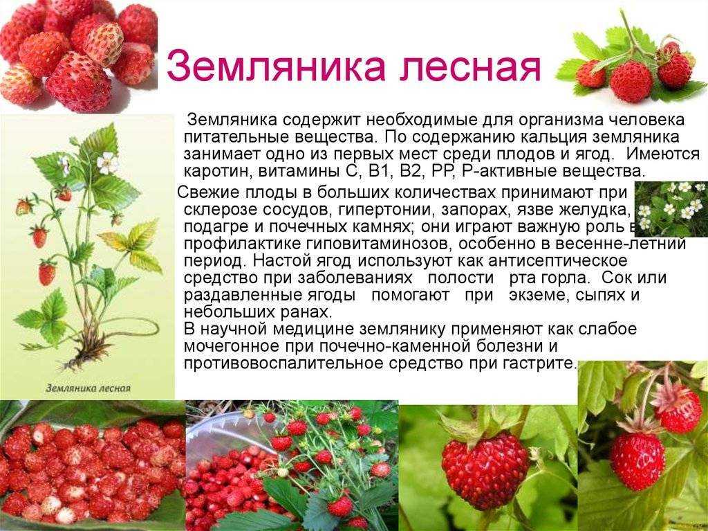 Лучшие сорта ежевики для сибири и правила выращивания для получения хорошего урожая