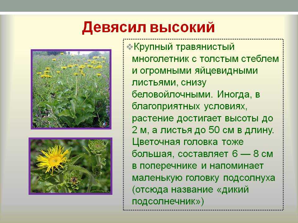 Девясил иволистный: ботаническое описание растения и ареал распространения Лечебные свойства, ограничения и противопоказания к применению