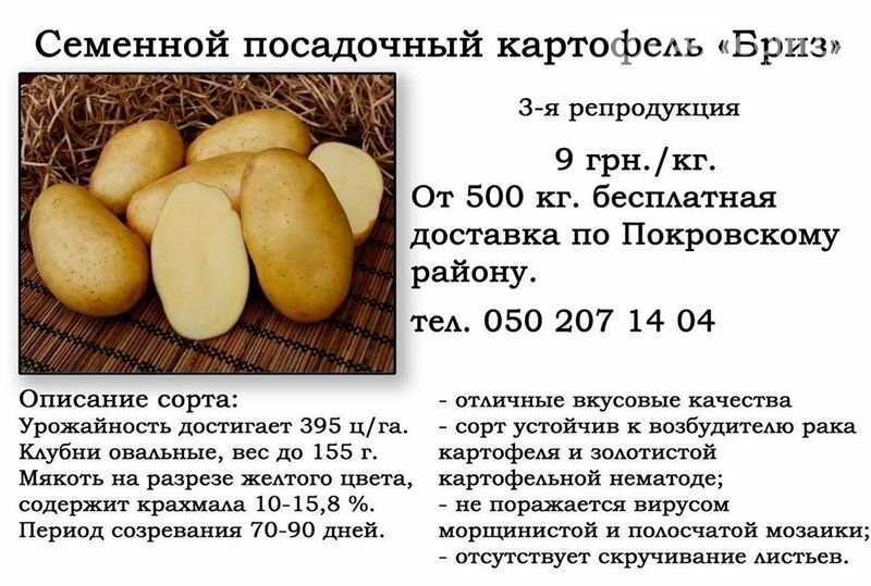 Картофель бельмондо: описание сорта, фото, отзывы об урожайности и выращивании, а также характеристика вкусовых качеств