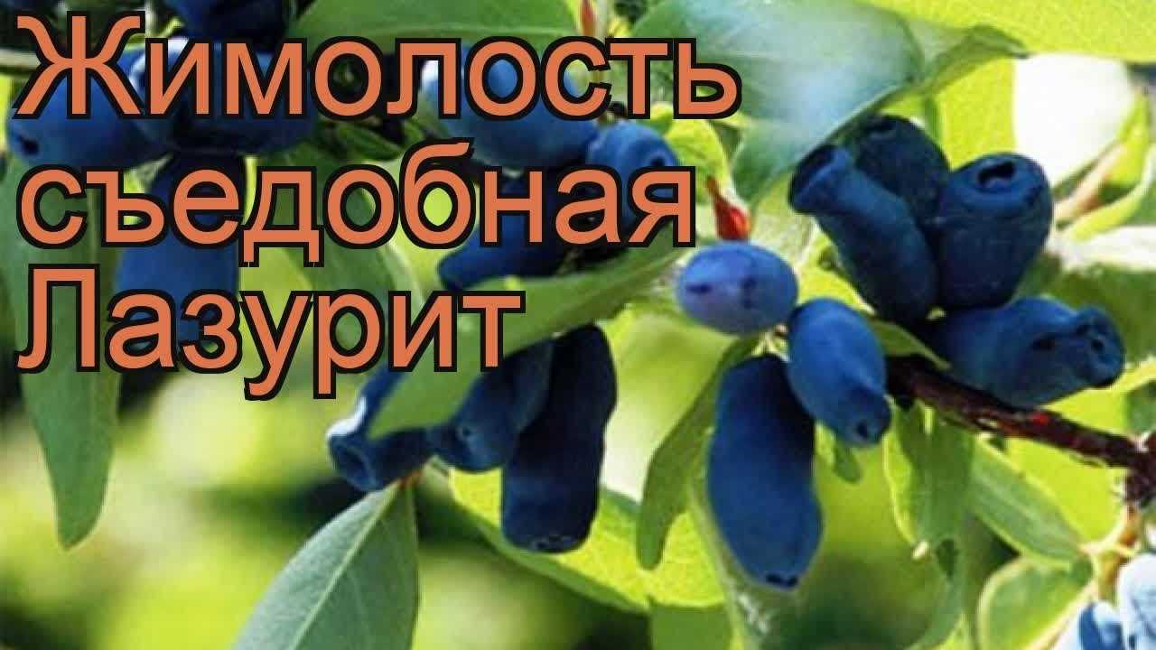 Сорта жимолости канадской и их преимущества перед традиционными