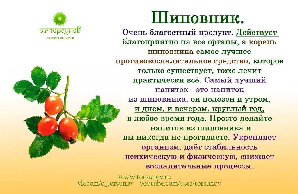 Шиповник: полезные свойства и противопоказания для женщин и мужчин