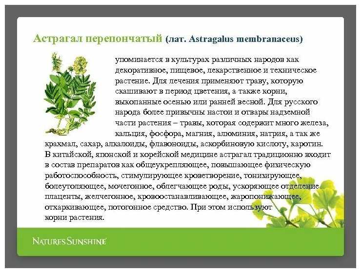 Астрагал — малоизвестная и почти волшебная трава. свойства, приготовление настоев и отваров, выращивание. фото — ботаничка