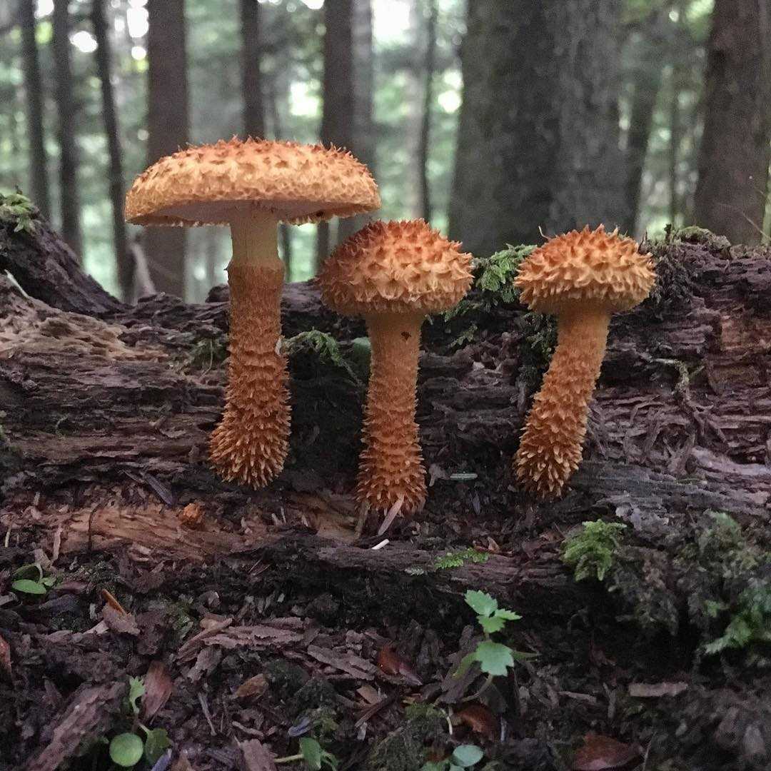 Лишайник кладония