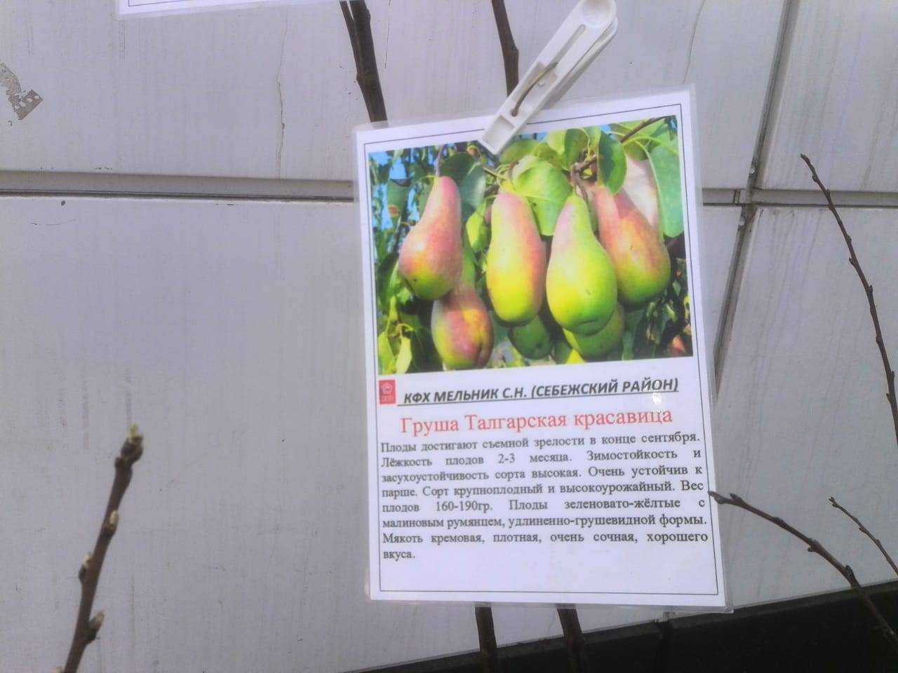 Груша Талгарская красавица: описание сорта, фото, отзывы Посадка, обрезка и уход за плодовым кустарником