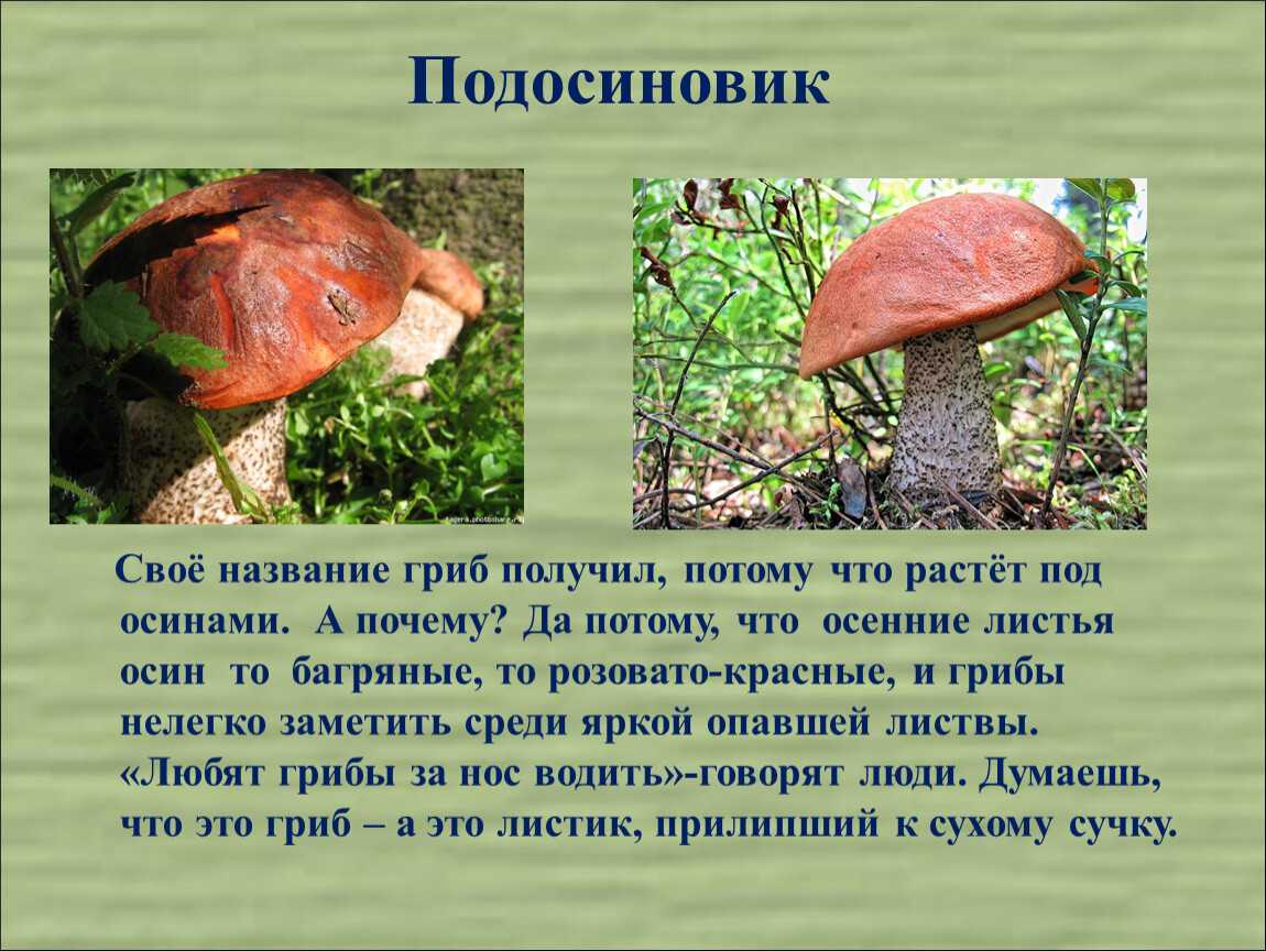 Грибы подосиновики – фото и описание. как выглядит гриб подосиновик, где растет? как отличить подосиновик съедобный и ложный: сравнение, признаки отличия. подосиновики: польза и вред
